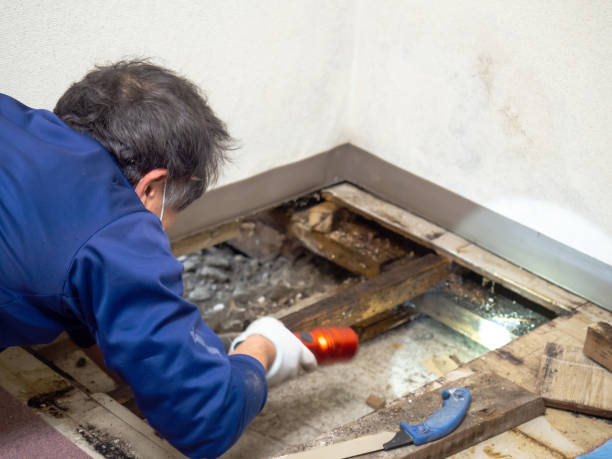 Best Mold Remediation  in Pandora, OH