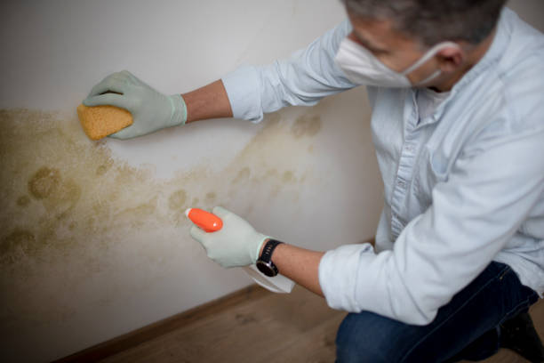 Best Crawl Space Mold Removal  in Pandora, OH