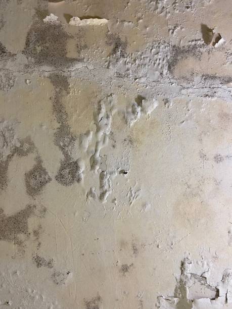 Best Best Mold Removal Companies  in Pandora, OH