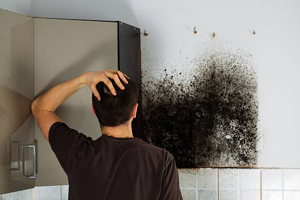 Best Local Mold Removal Service  in Pandora, OH